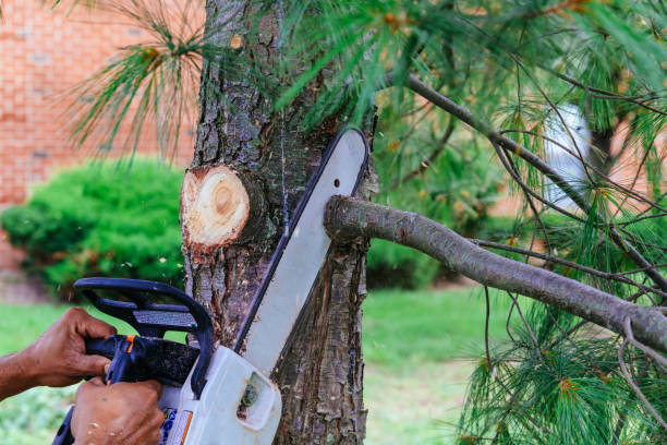 Emergency Storm Tree Removal in Nitro, WV